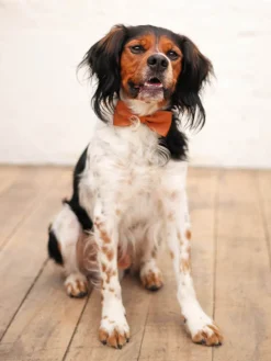 Lenoeud Papillon